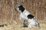 SETTER ANGLAIS 067